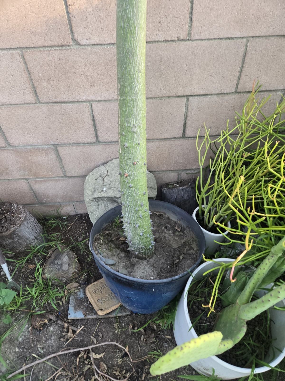 Large Huge Silk Floss Tree 15 Foot Tall Green Beauty