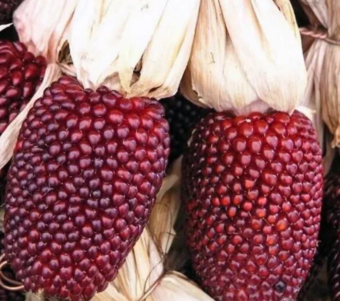 50+ SEEDS- Rare Strawberry Corn-NON GMO-Heirloom