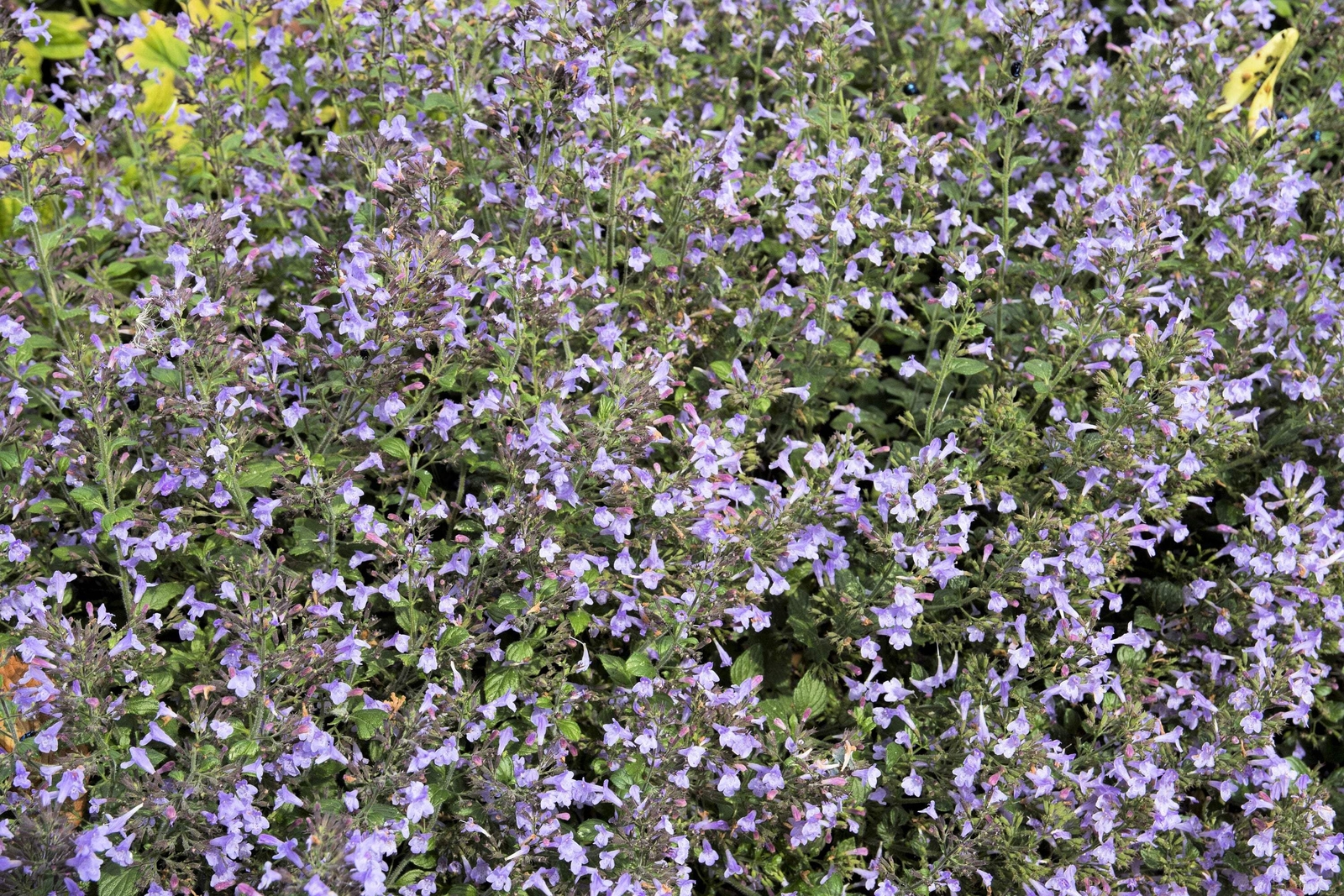 20 CALAMINT Lesser Calamintha Nepeta Officinalis Herb White – Lilac Flower Seeds