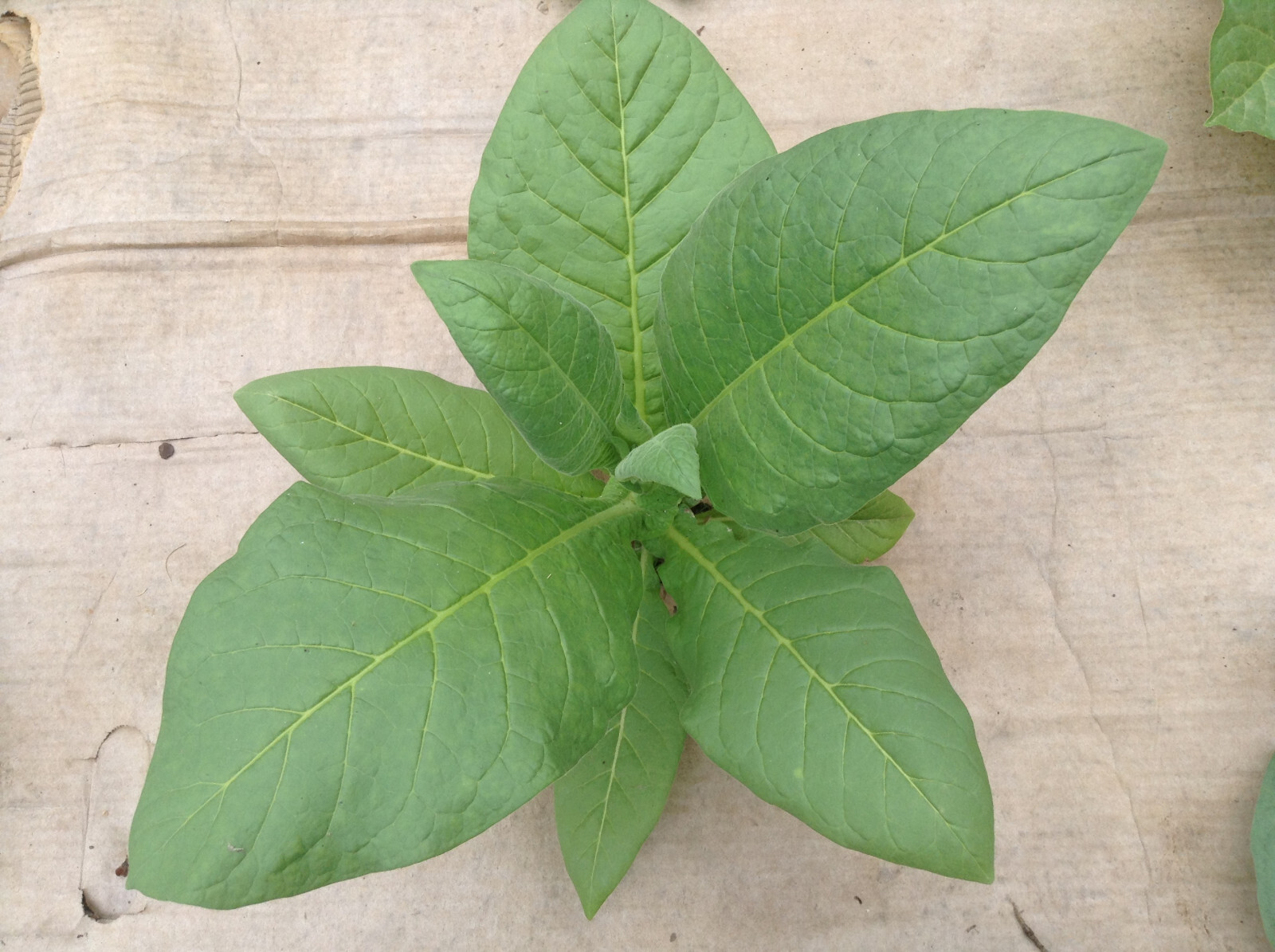 Small Stalk Black Mammoth Tobacco seeds (1000+ per packet)