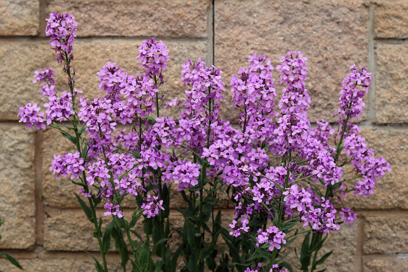100 LUNARIA Biennis ( MONEY PLANT / Silver Dollar / Honesty ) Flower Seeds
