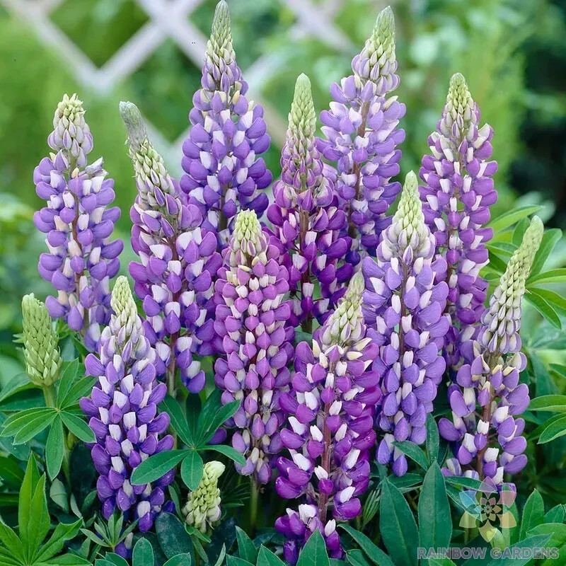 25+ Gallery Blue Lupine Seeds for Garden Planting – USA – FREE SHIPPING!