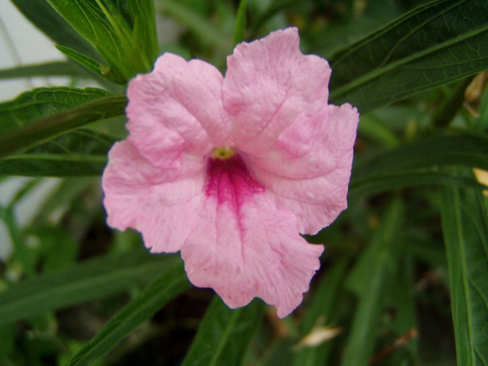 Ruellia brittoniana Chi Chi Mexican Petunia 10 seeds