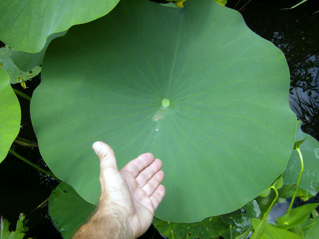 5 LIGHT YELLOW LOTUS SEEDS – Nelumbo Nucifera
