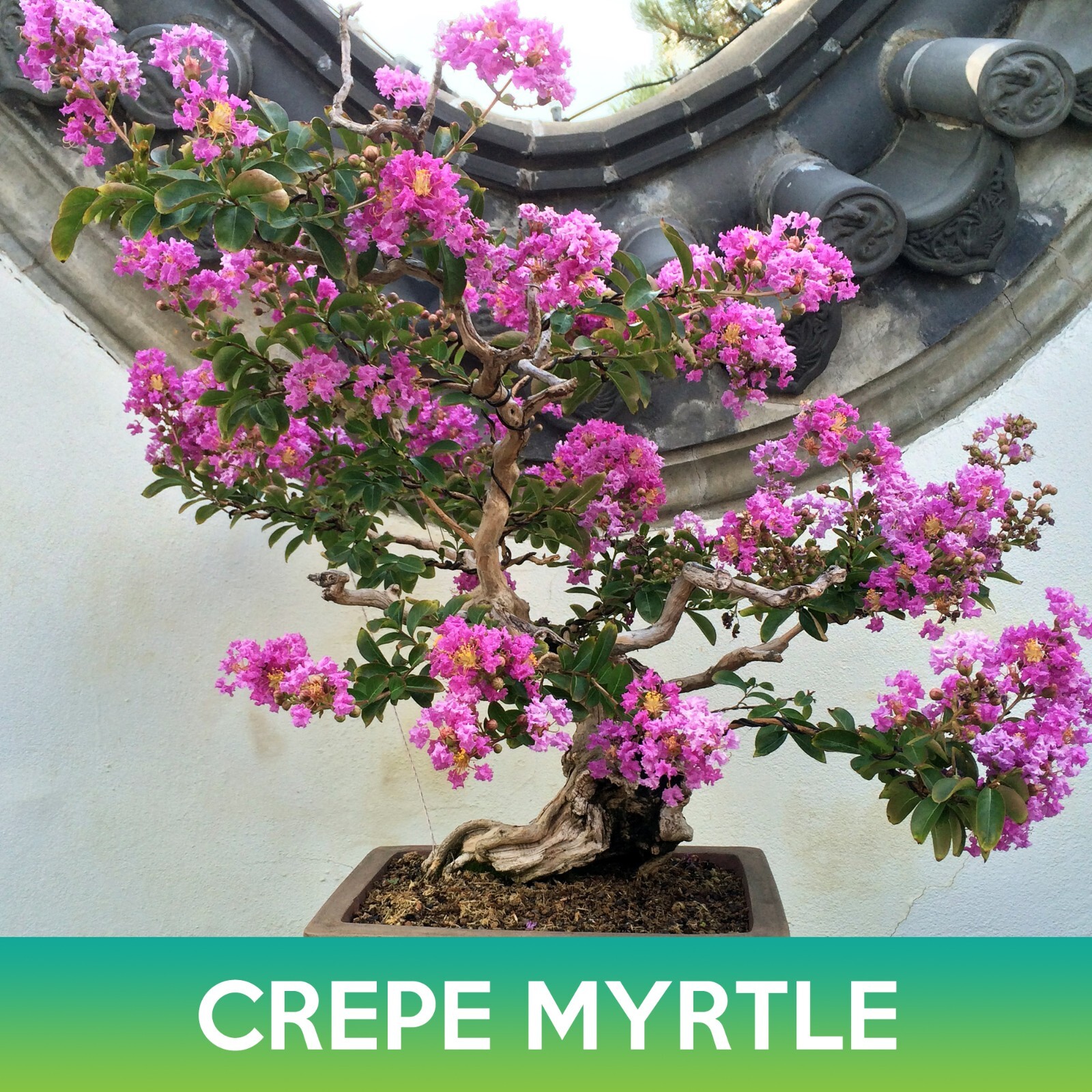 Crepe Myrtle Tree Seeds, Lagerstroemia indica
