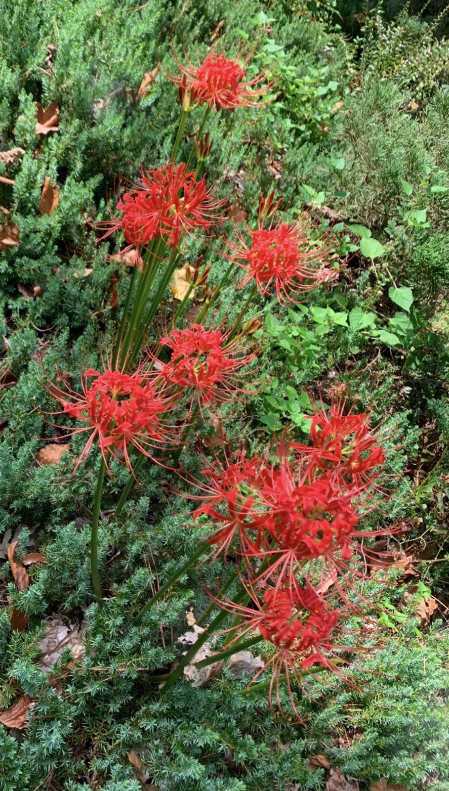 15 Red Spider Lily (Lycoris Radiata) Bulbs