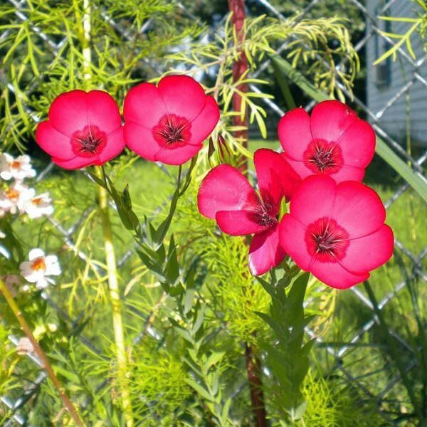Linum Grandiflorum Rubrum 1 Gram (Approx. 275) Seeds, Scarlet Flax Flowers