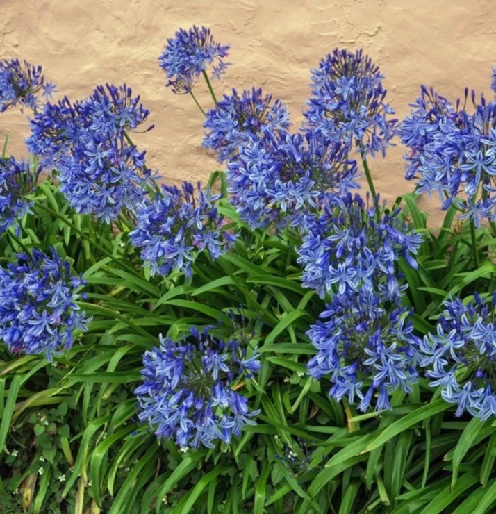 Blue/White Lily of the Nile Rooted Adult Plant – READY TO PLANT IN THE GROUND!