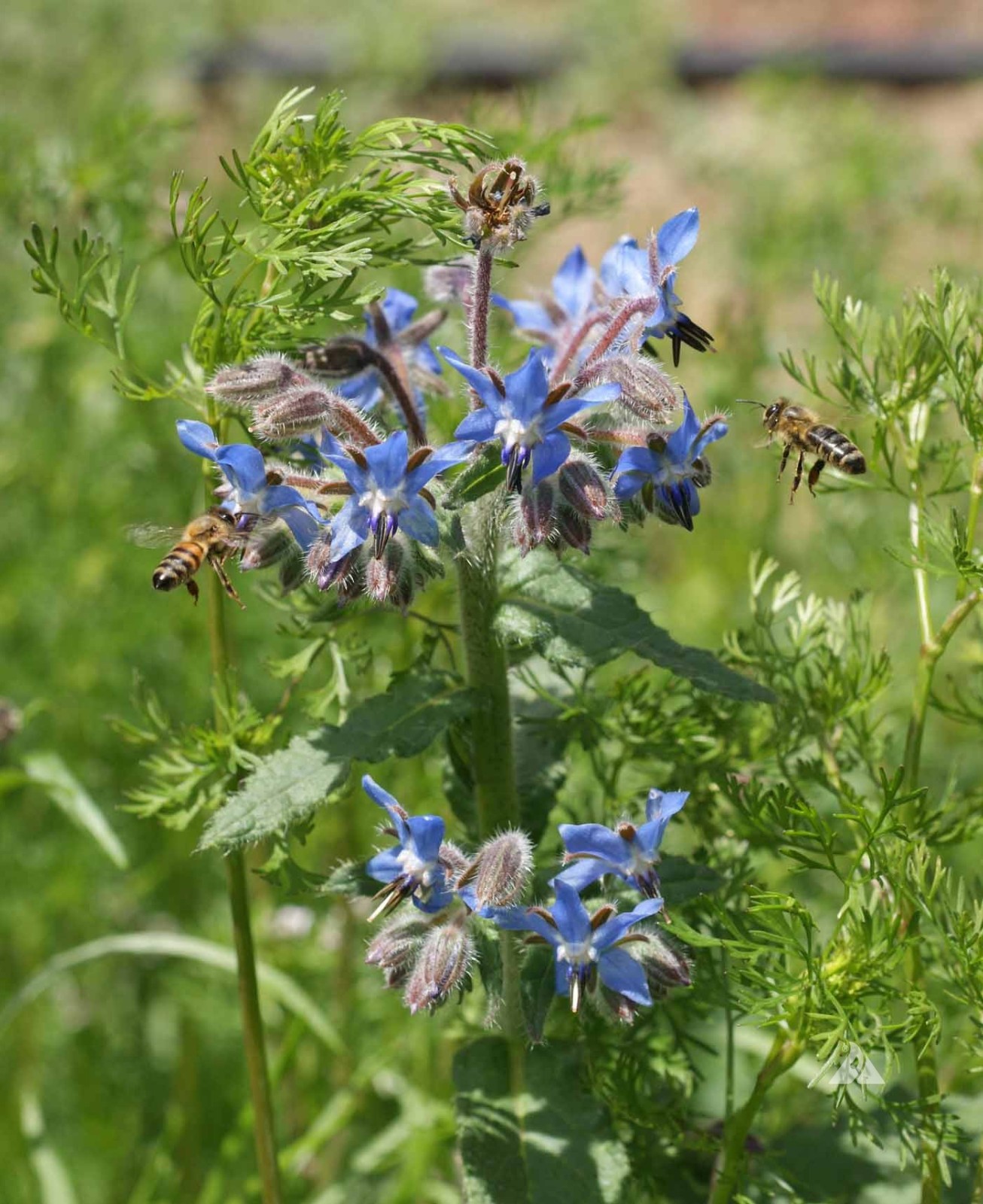 Blue Star Borage Flower/Herb Seeds. 100 Seeds. Free Shipping!