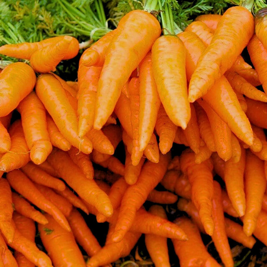Fresh Little Fingers Baby Carrot Seeds | Heirloom Non-GMO | Vegetable Seeds