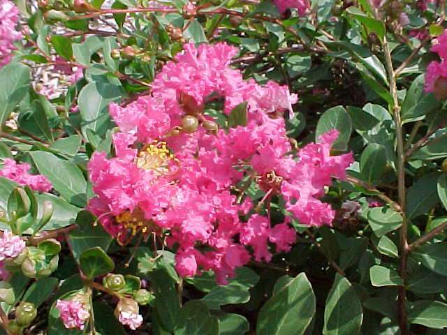 Crape Myrtle, Lagerstroemia indica, Tree Seeds