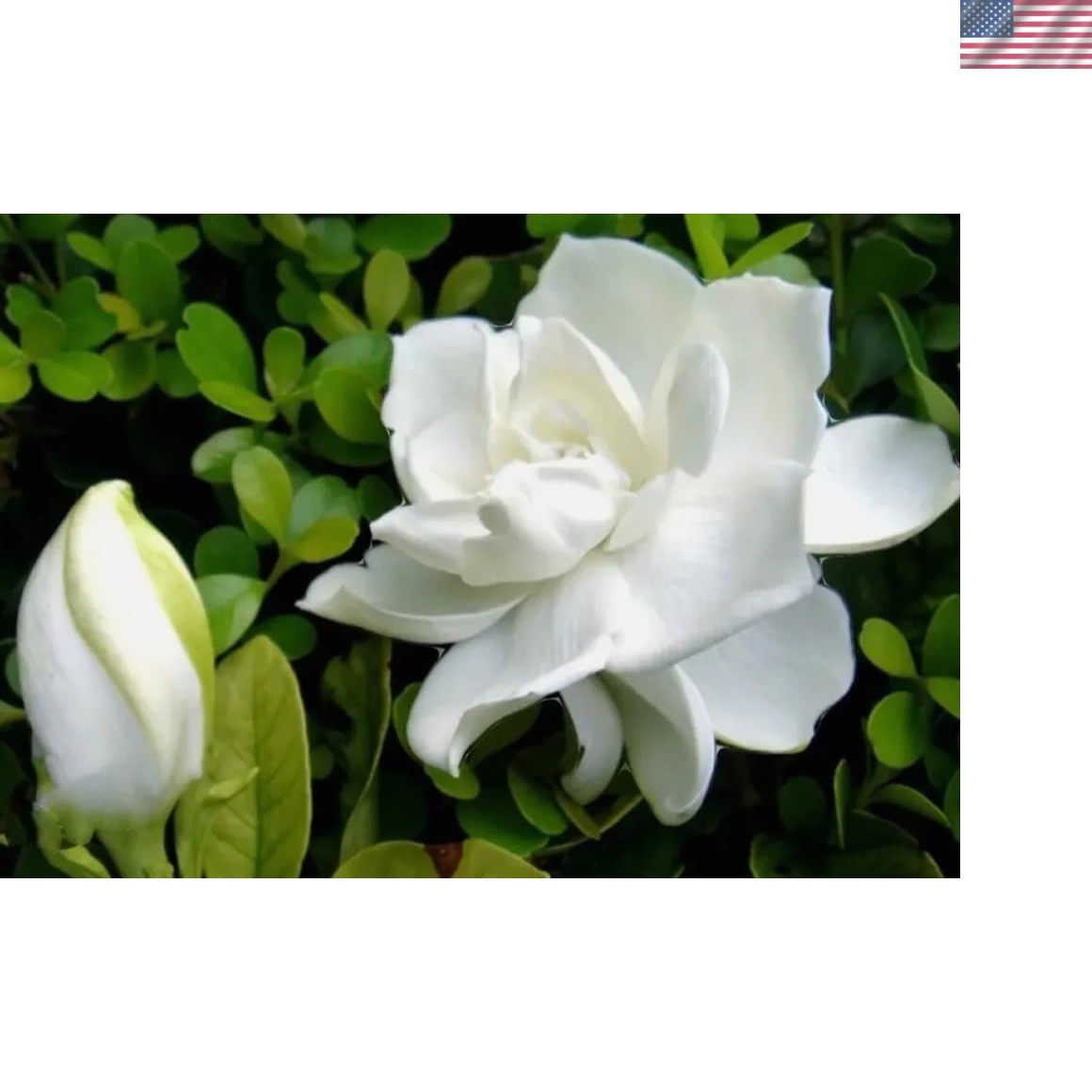 100PCS Gardenia Jasminiodes Seeds Cape Jasmine Fragrant Shrub Seeds Heirloom