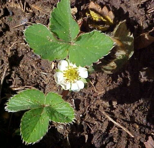 12 SEEDS BIG SWEET MAMA STRAWBERRY PRODUCE SUPER HUGE SWEET STRAWBERRIES ENJOY