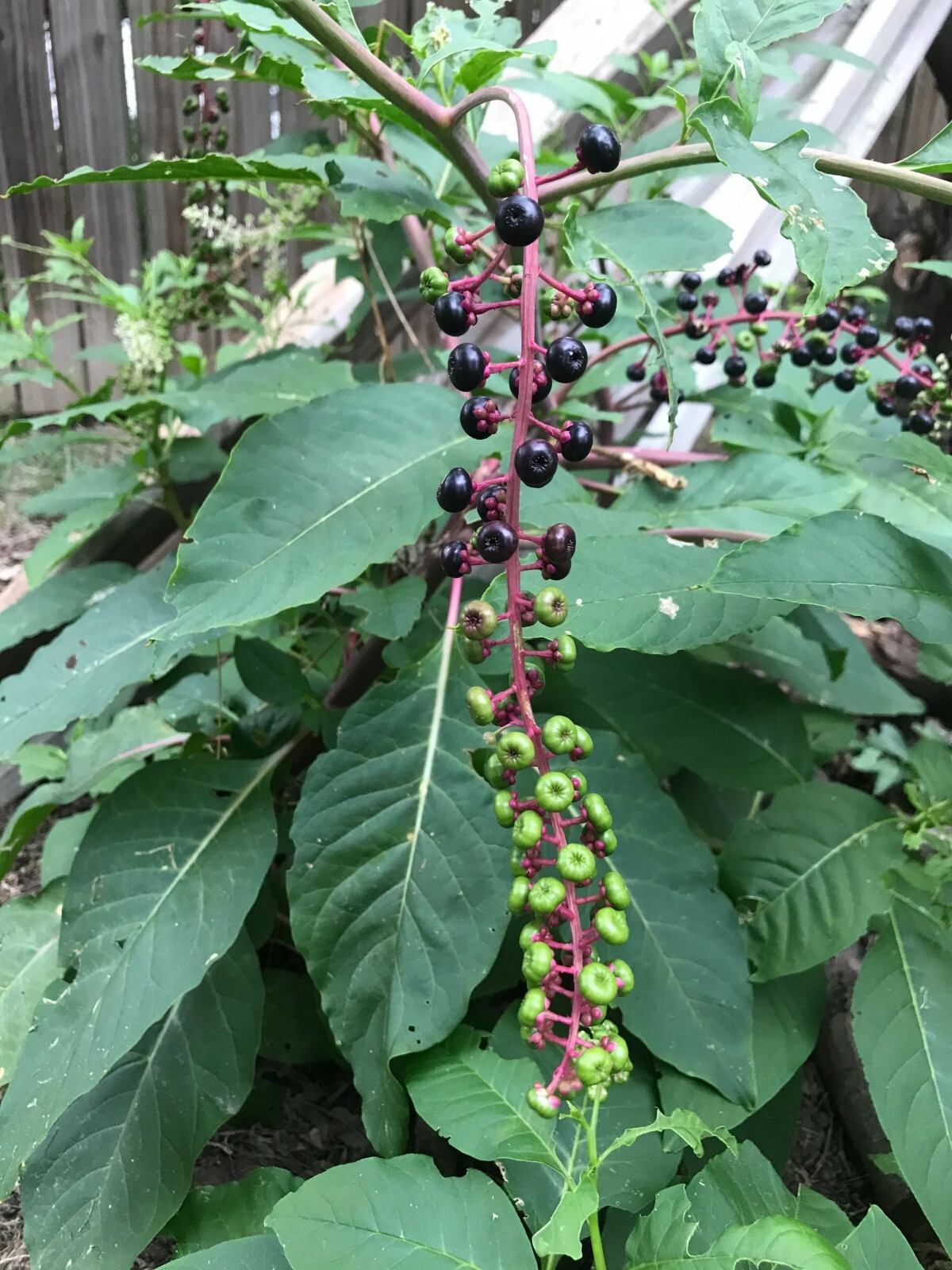 Pokeweed (Phytolacca americana) Seeds