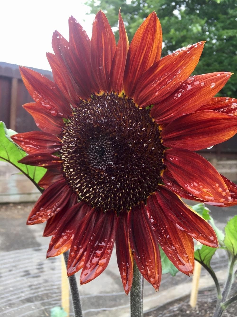 Giant Sunflower Seeds Mix (200+ Seeds) – Red, Purple, Pink Heirloom mix