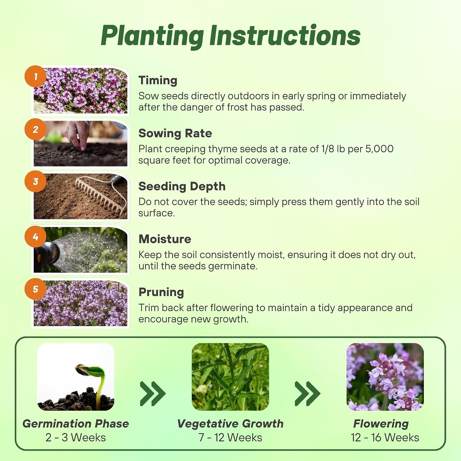Easy-to-Grow Creeping Thyme Seeds – Fragrant Purple Flowers