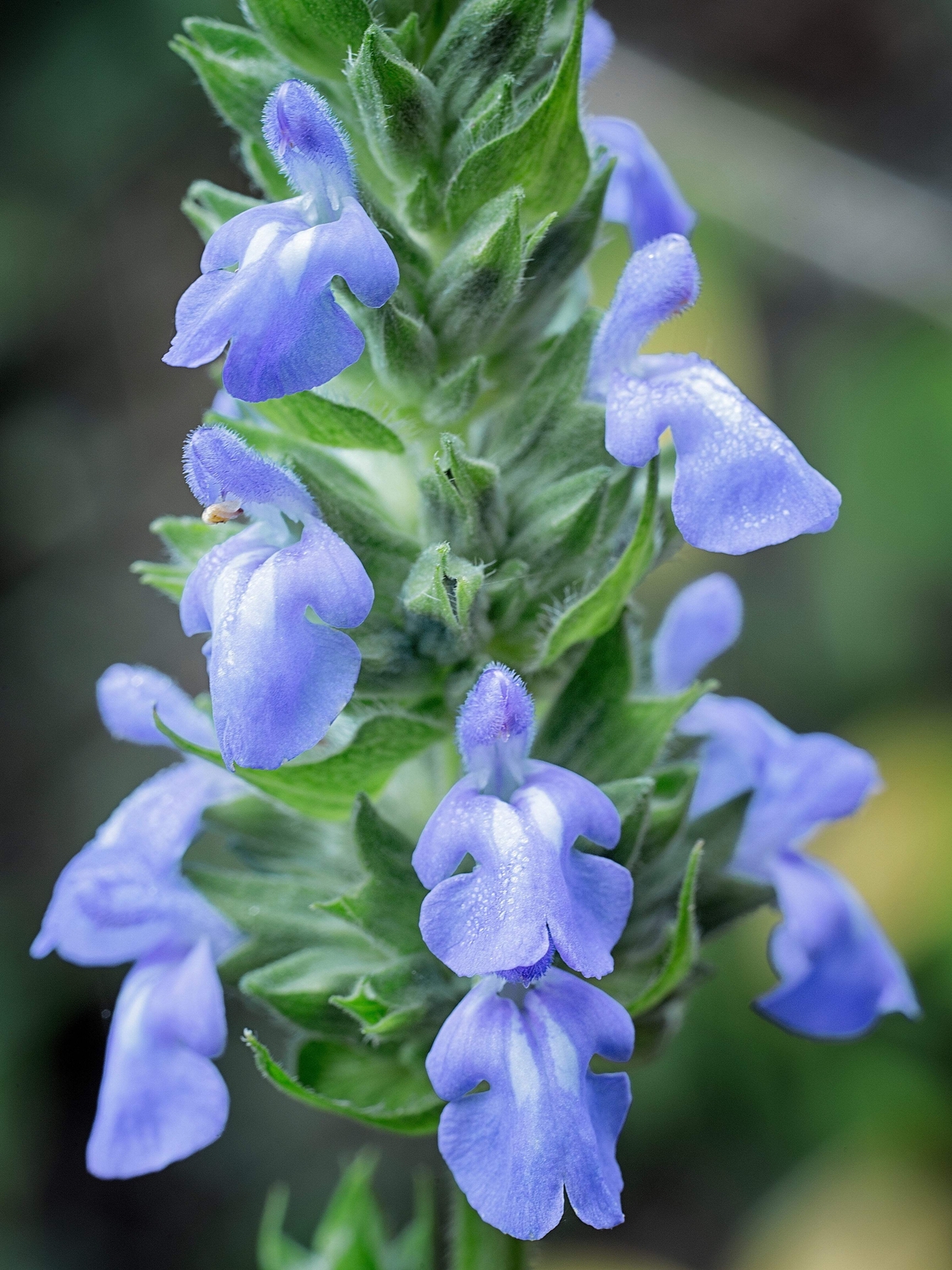 1000 CHIA SALVIA HISPANICA / SAGE Herb Flower Seeds *Flat S/H