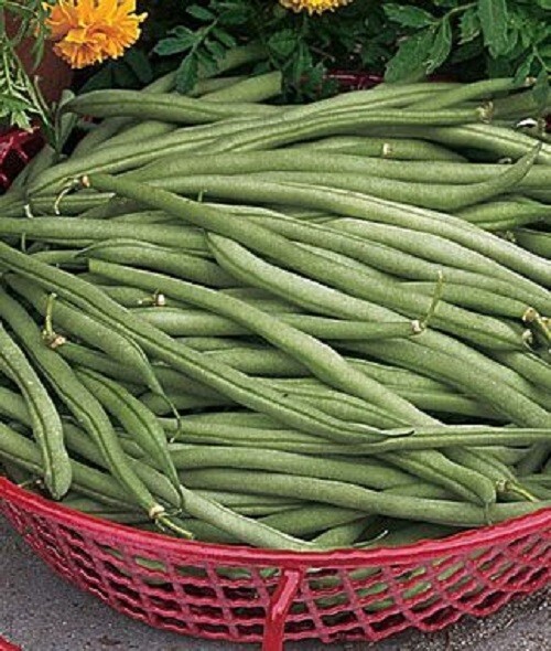 35 Borsalino Yellow Wax Bush Bean Seeds