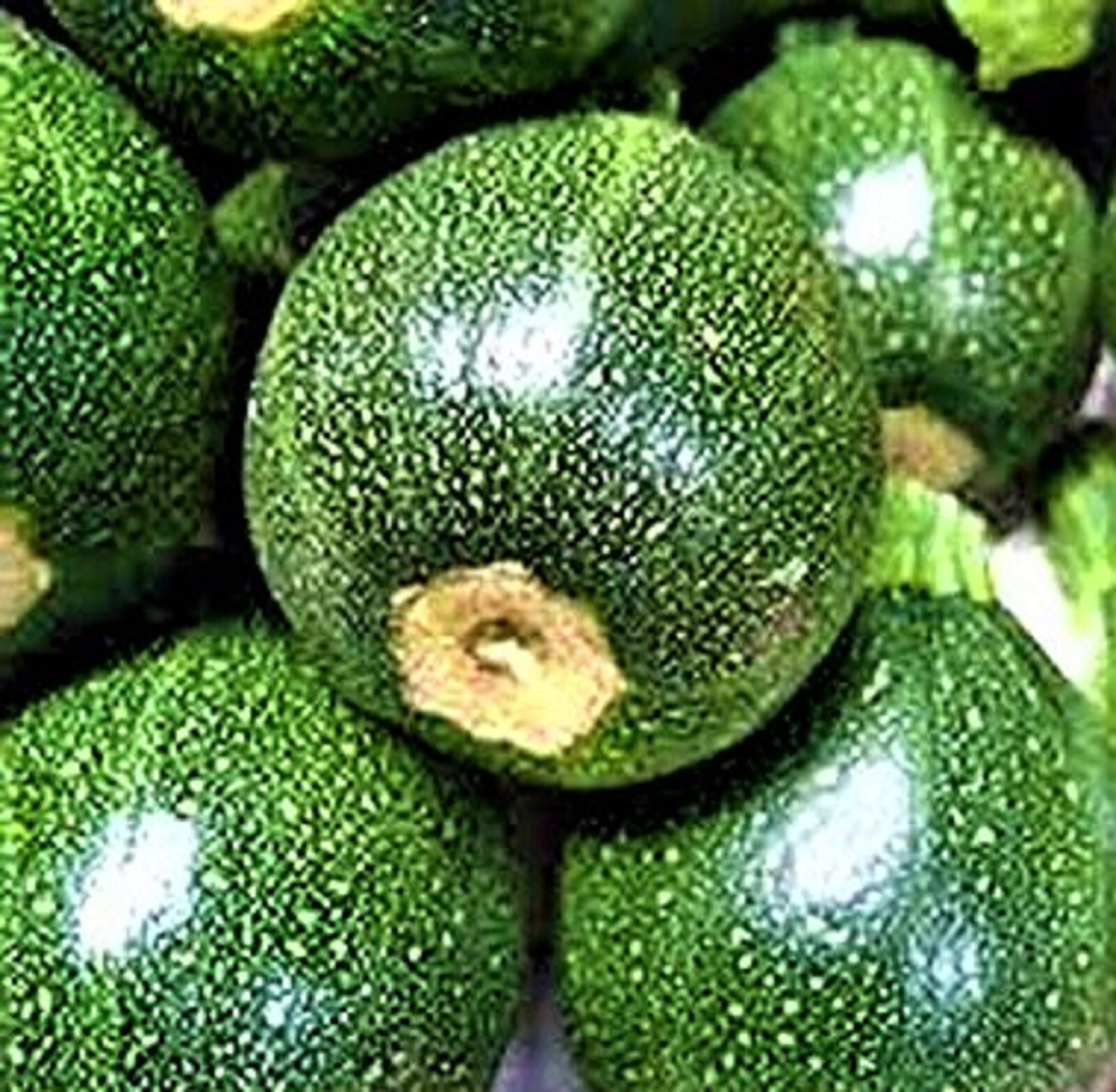 Round Zucchini Seeds 20 SEEDS NON-GMO –BUY 4 ITEMS FREE SHIPPING