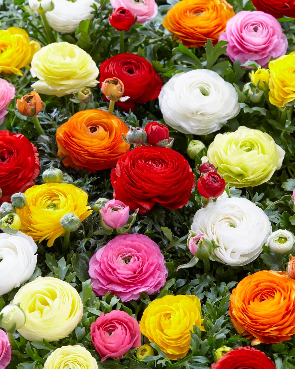 French Peony Mixed Ranunculus – 12 Largest Size Corms, Premium Ranunculus Bulbs,