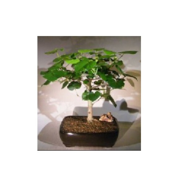 Flowering Sea Hibiscus Bonsai Tree 12″H Indoor Hibiscus Tiliaceus Live Plant