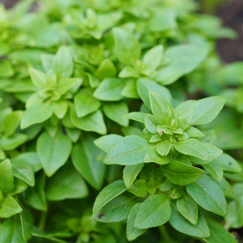 150 SPICY GLOBE BASIL SEEDS NON-GMO FRESH FOR YOUR GARDEN
