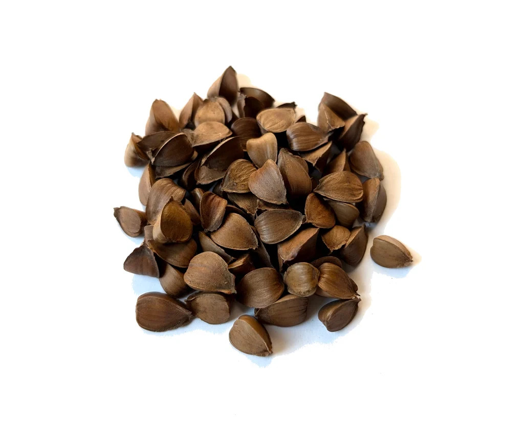 25 American Beech tree seeds, Freshly picked in Oct. 2025