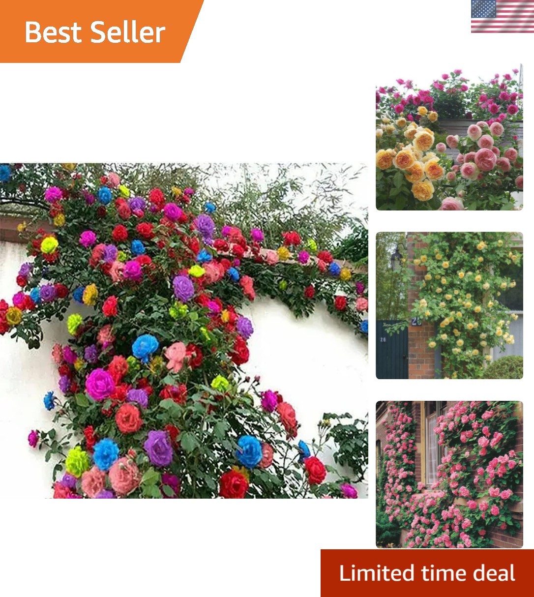 Heirloom 200+ Climbing Rose Seeds for Aesthetic Air-Purifying Gardens