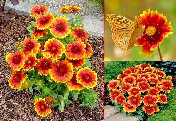 201+INDIAN BLANKET FLOWER Seeds Annual Native Wildflower Drought Heat Container