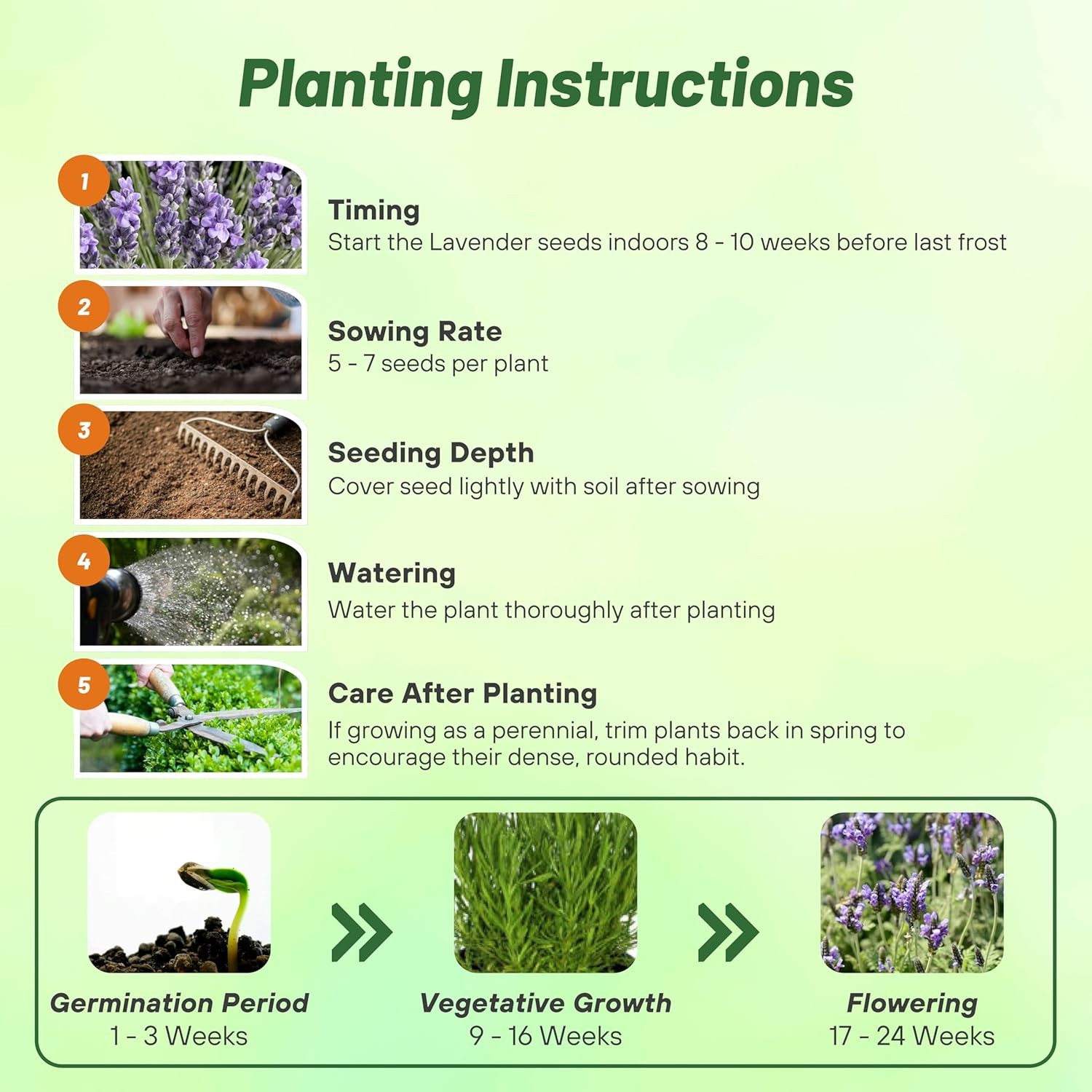 200 Seeds Lavender Spanish Eyes Drought Tolerant Herb Plant Seeds For