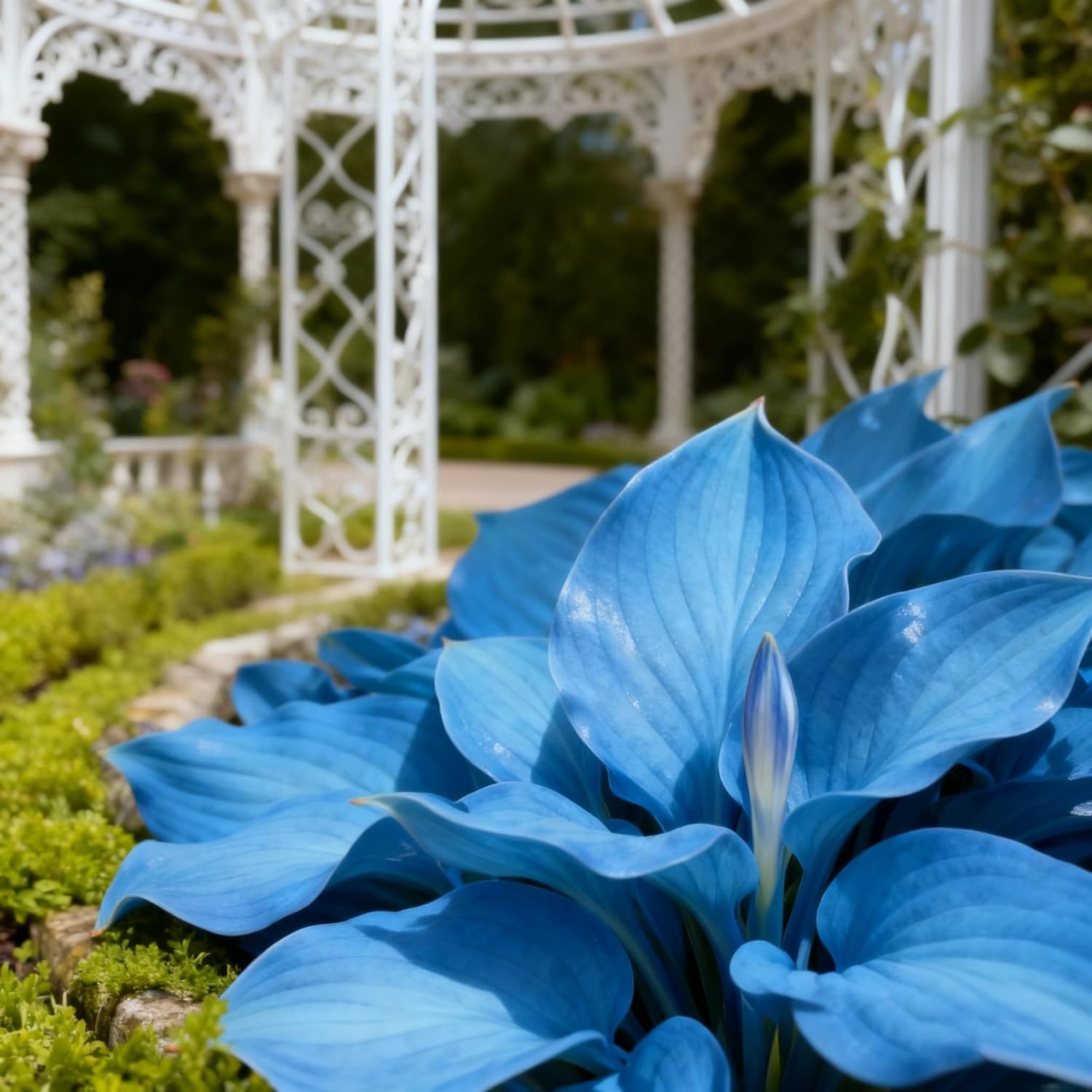 200+ Mixed Perennial Hosta Seeds for Shade Garden & Pollinator Attraction