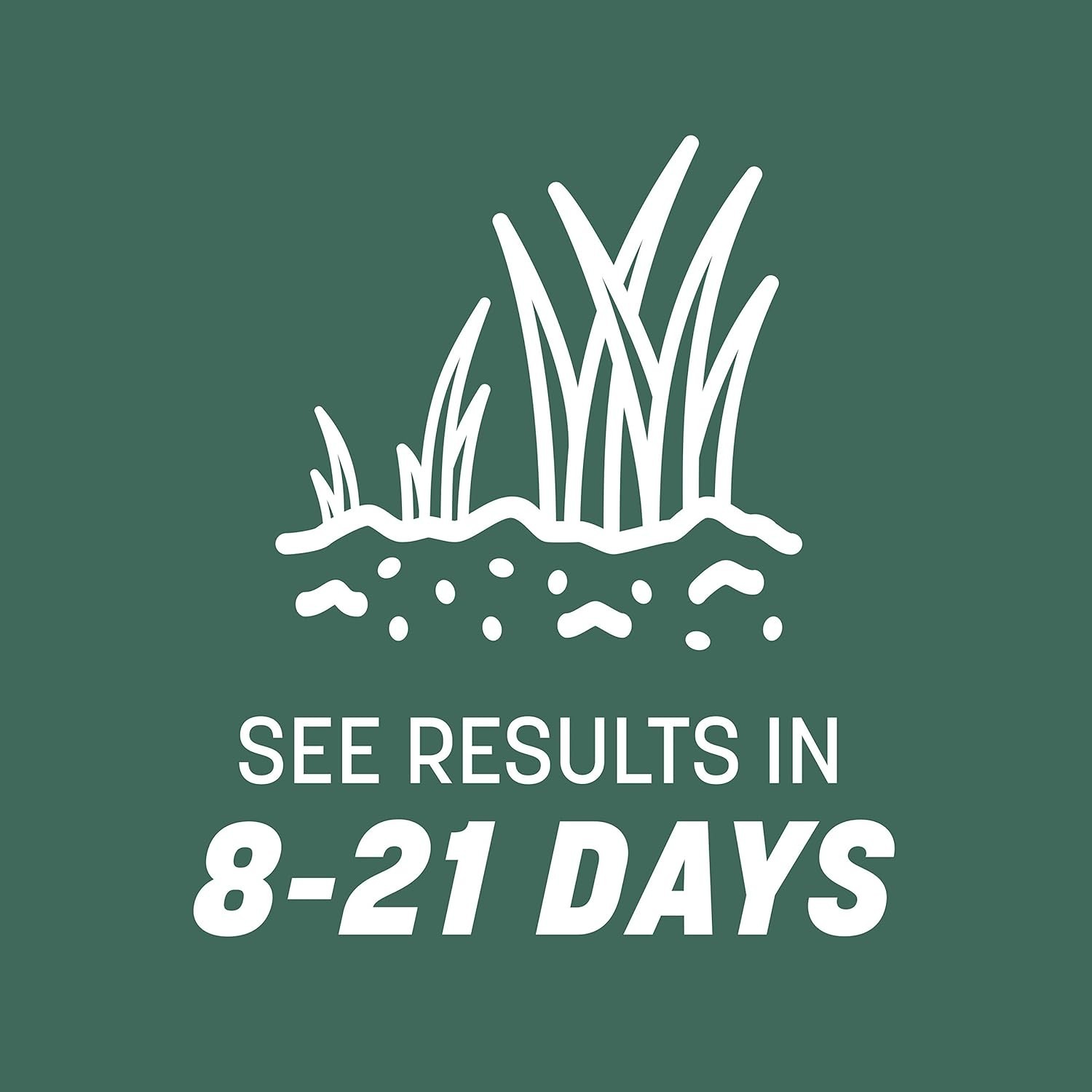 Kentucky 31 Tall Fescue Grass Seed 3 lb Pack of 2 – Drought Resistant & Durable