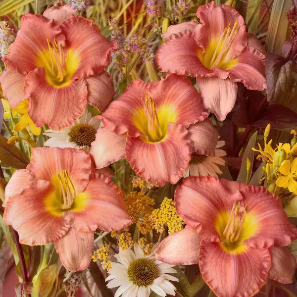 2 – MY MELINDA Daylily Perennial Flower Bulb Bare Root Plants * AWARD WINNER