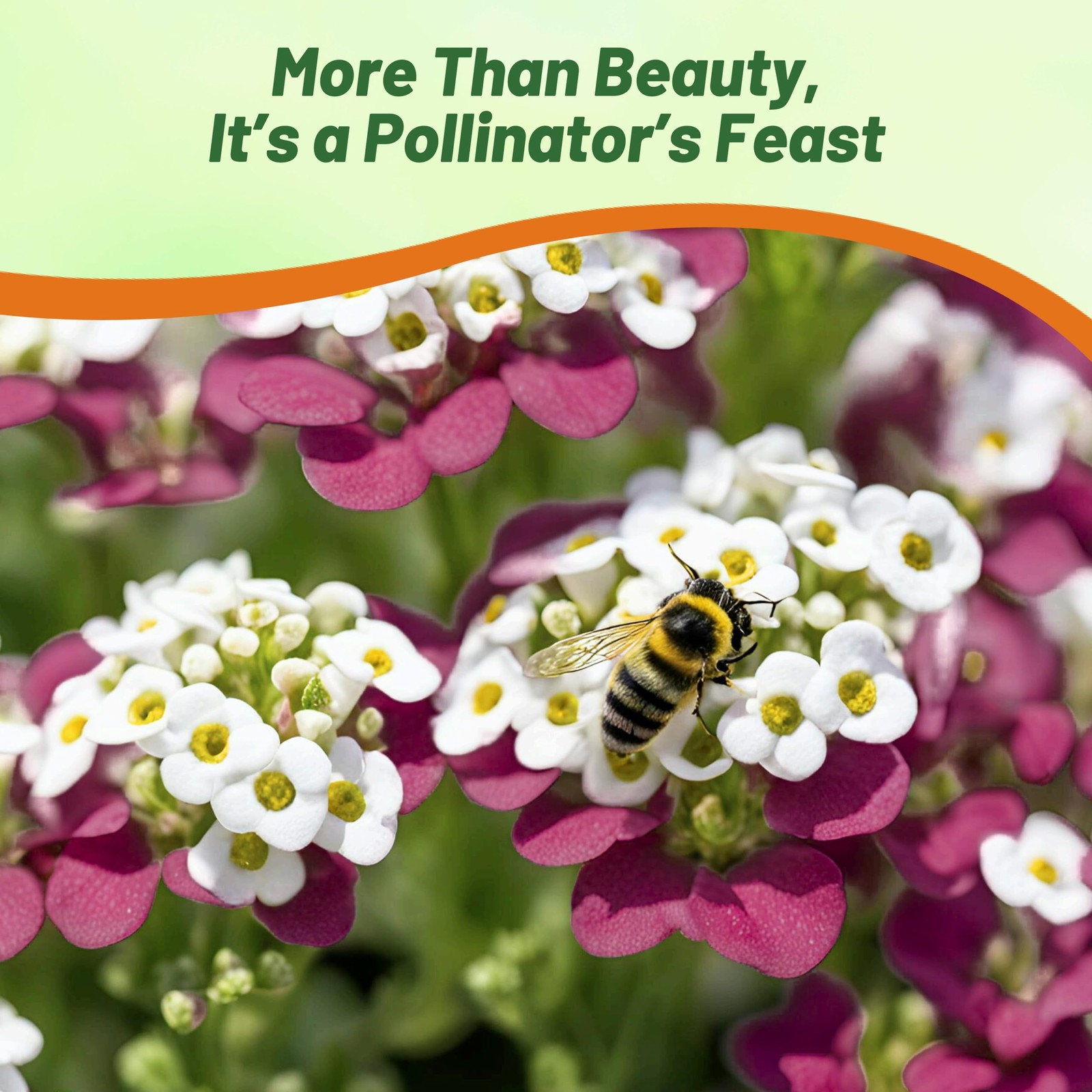 Wonderland Mulberry Mix Alyssum Seeds – 1000 Pcs Annual, Drought-Tolerant & E…