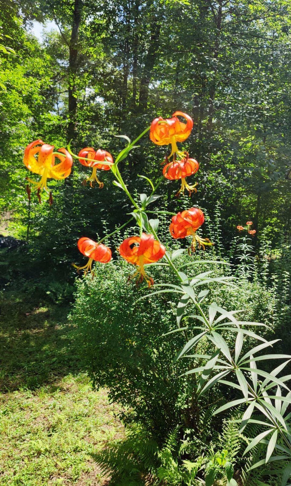 Lilium superbum | Turks-Cap | American Tiger | Turban Swamp Lily | 2 Seed PODS