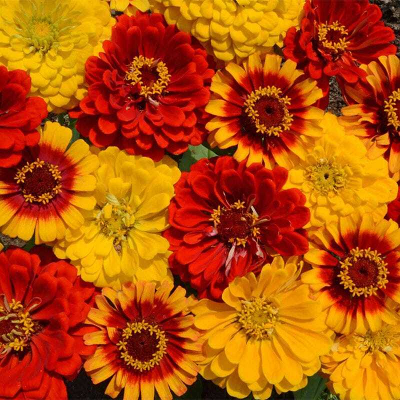 South Of The Border Zinnia Seed Mix – Comb S/H See Our Store
