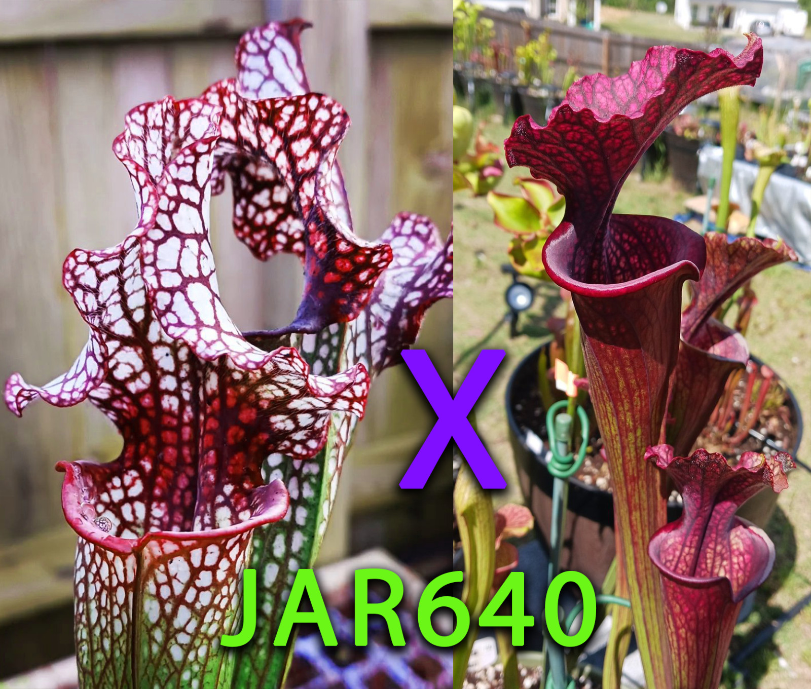 Sarracenia Seeds – JAR640 (Leah Wilkerson x Wilkerson’s Red Rocket) x Saurus