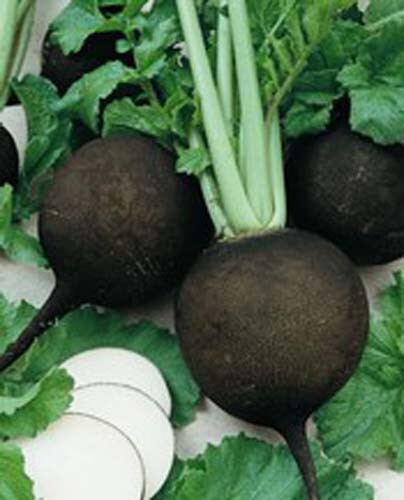 Radish Champion Great Heirloom Vegetable By Seed Kingdom 1,200 Seeds