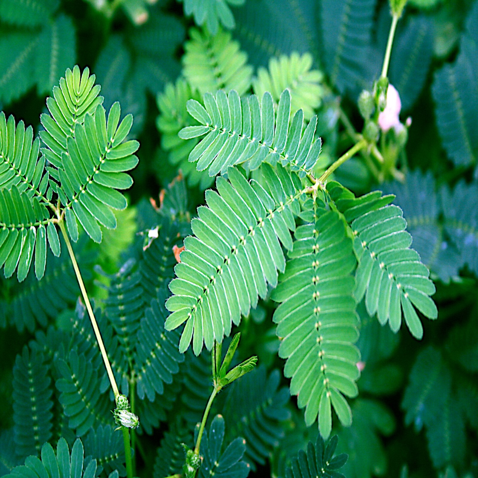 Dwarf (Mimosa pudica) “Sensitive Plant” Tropical Houseplant Flower Tree Seeds