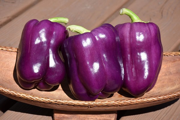 Purple Beauty Bell Pepper: 15 Seeds