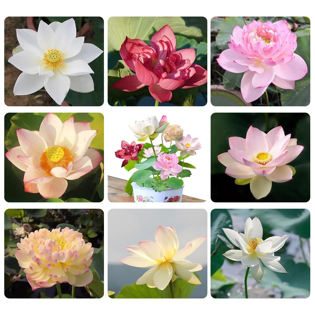 120 Pcs Mixed Color Bonsai Bowl Lotus Seeds,Easily Low Maintenance for Water …
