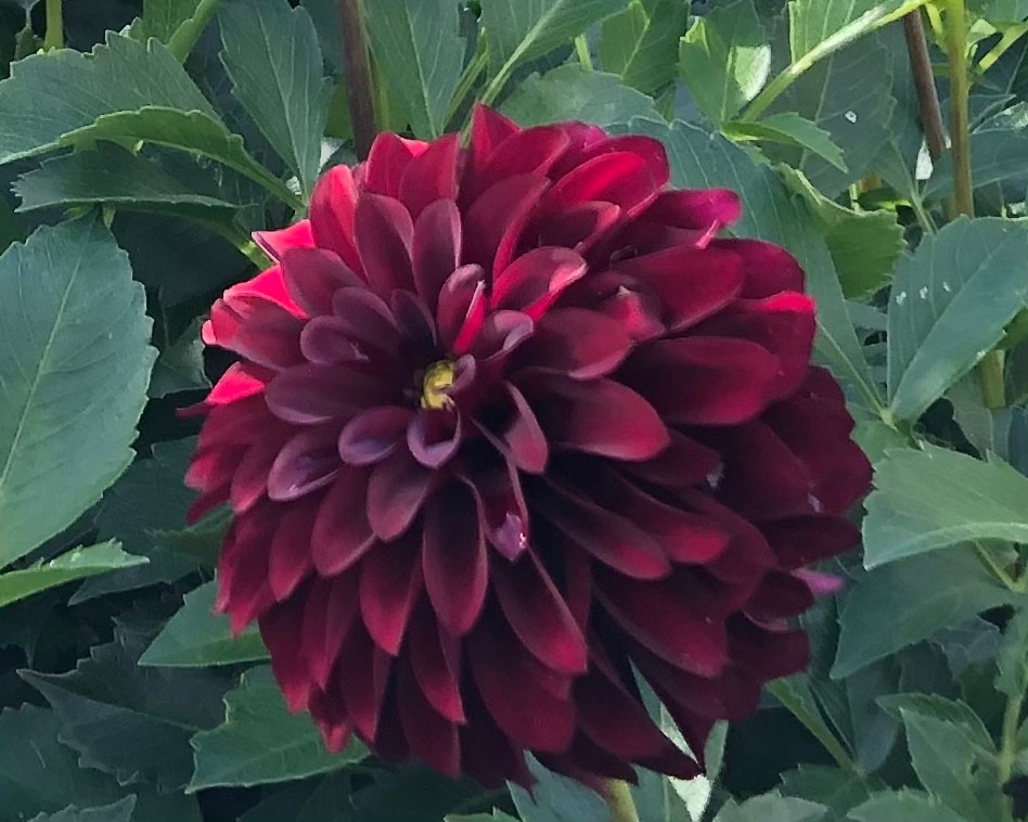 3 TUBERS-3 Dahlia Tubers Bulbs for planting, Black Satin, dark red , DEAL