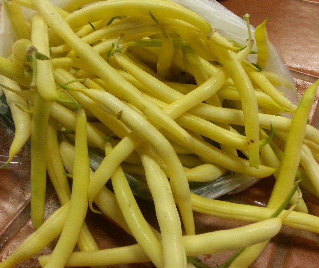 Cherokee Wax Bush Bean Seeds- Heirloom Variety- 30+ Seeds $1.69 Max. Shipping