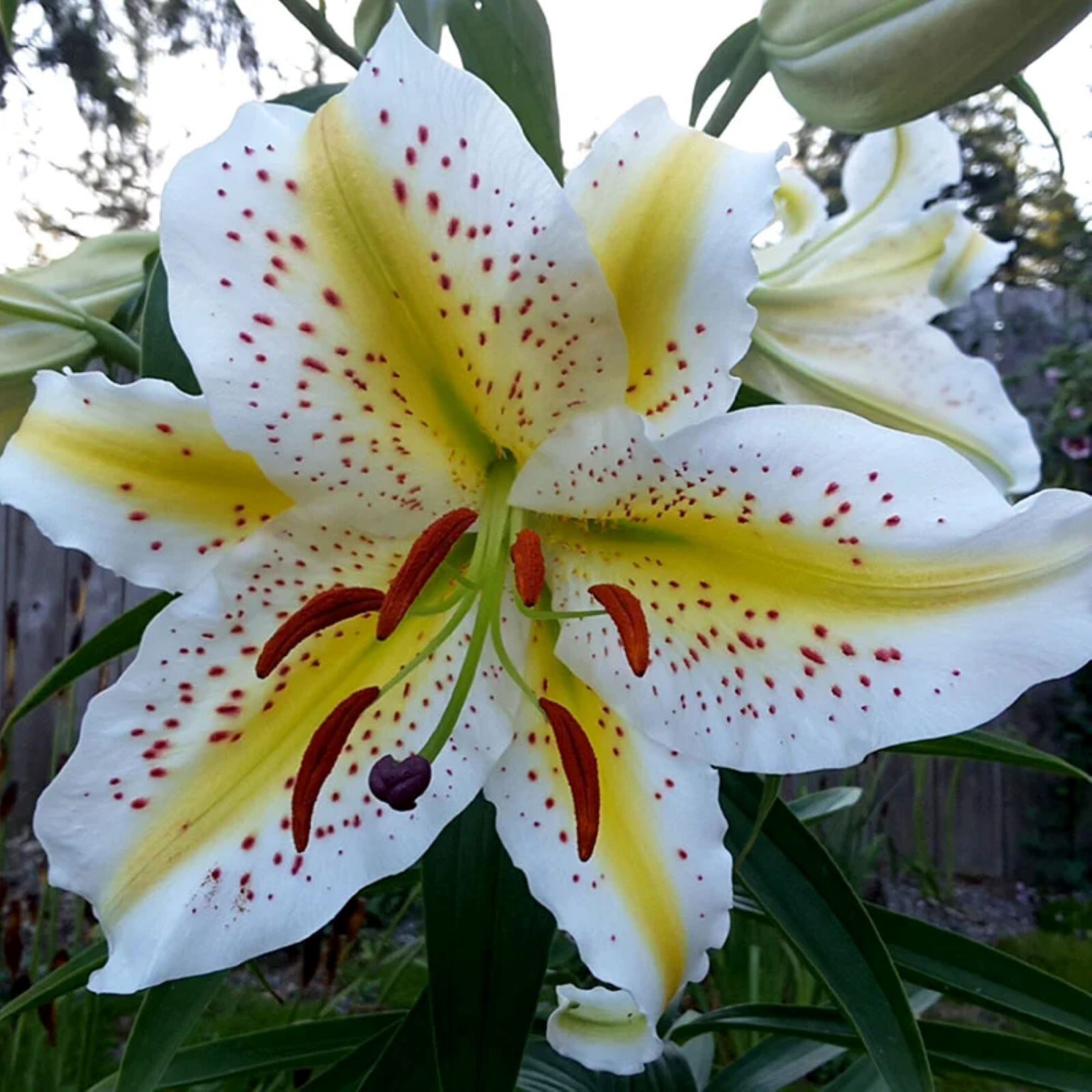 50 Lily Flower Seeds Much Less Money Than Bulbs