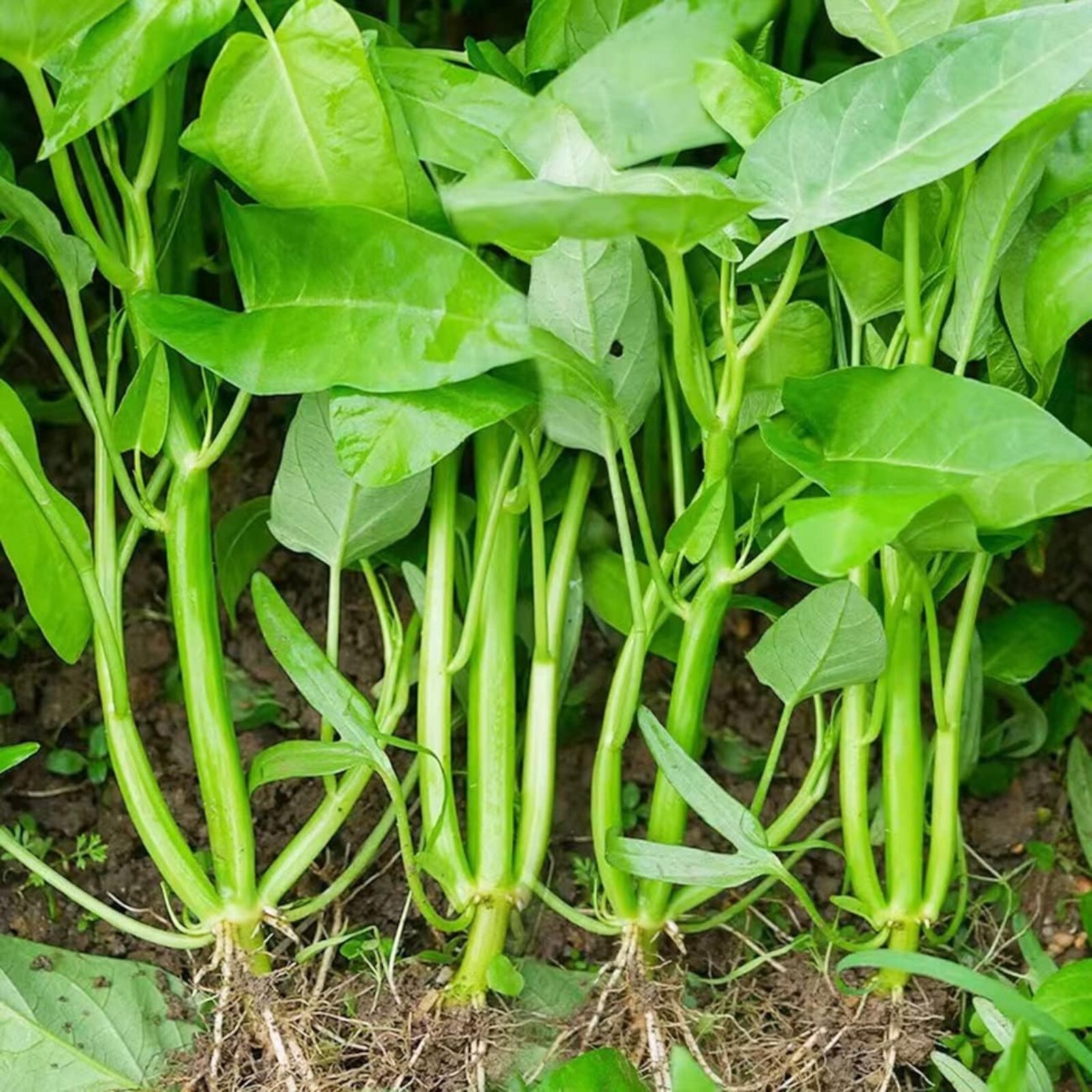 Luffa Chubby Pier Gourd Seeds – 30 Seeds – Non-GMO Heirloom Variety
