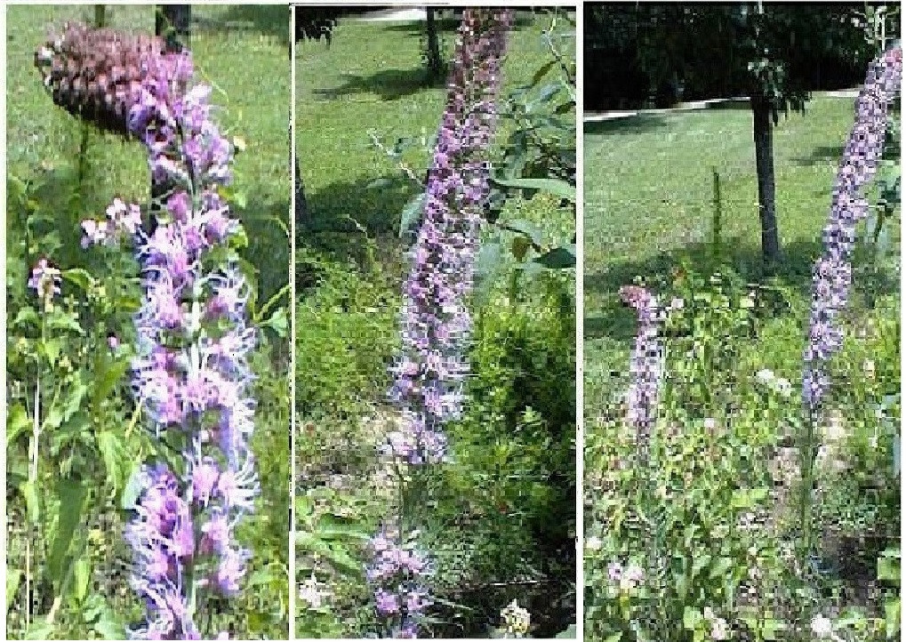 OVER 100 SEEDS of Pink Liatris or BLAZING STAR PERENNIAL FLOWER USA Seller
