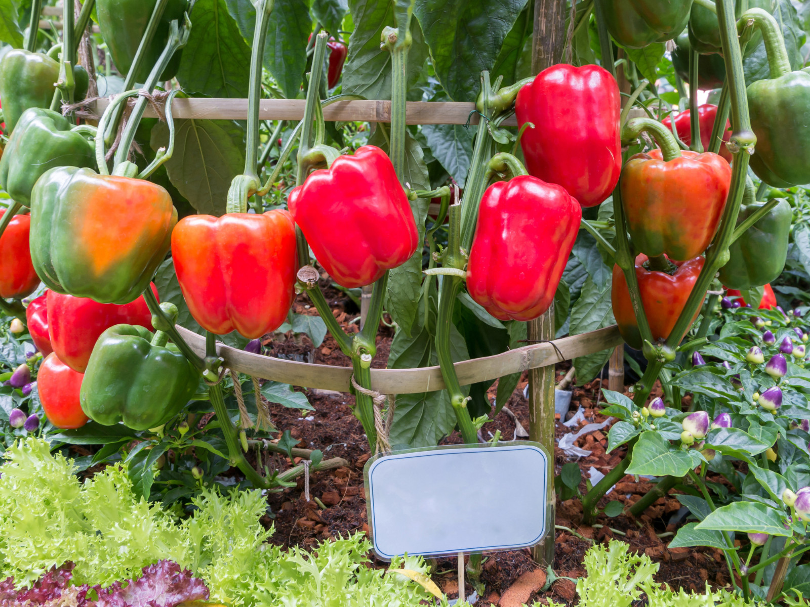 20 Seeds| Pepper Seeds – Sweet – Big Red