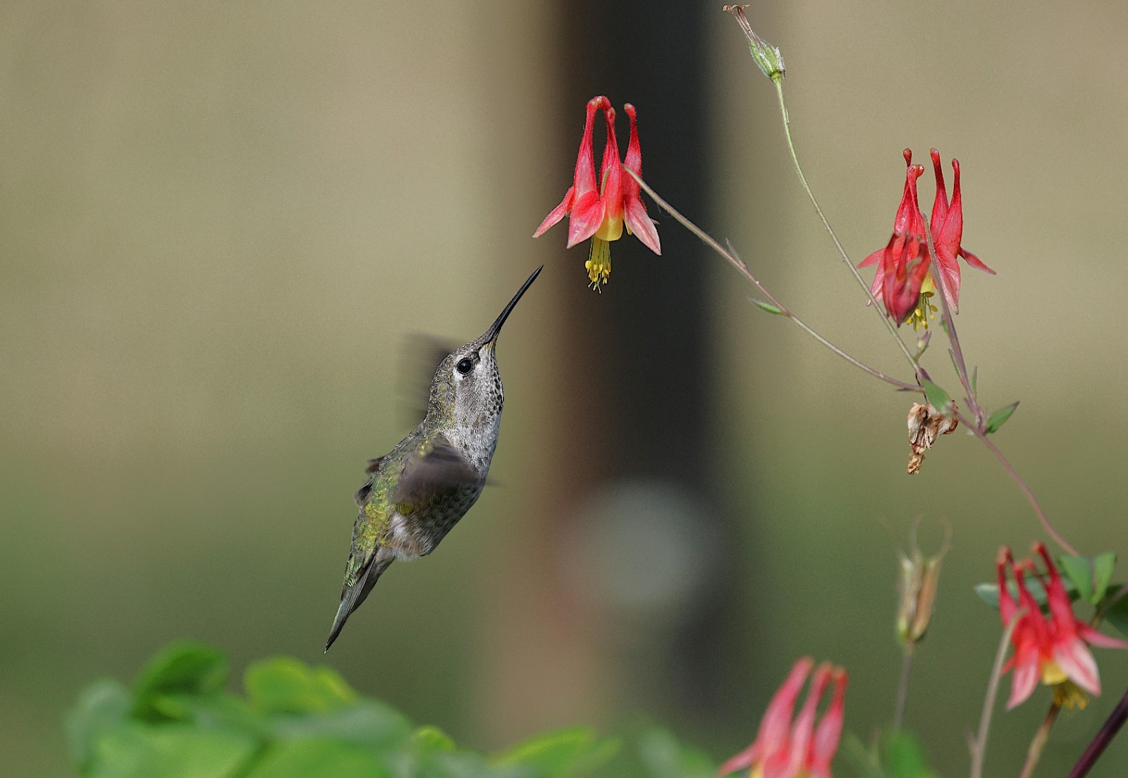 Eastern Red Columbine | Midwest Flora | Wild Columbine
