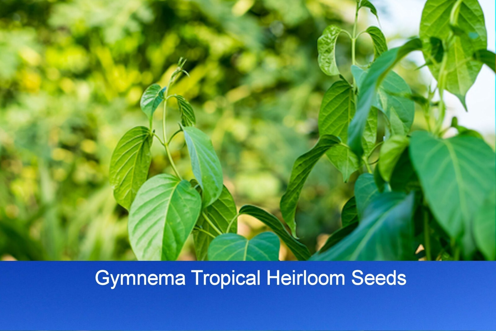 5 All Natural Heirloom Seeds-Container or Standard Gymnema -Gumar