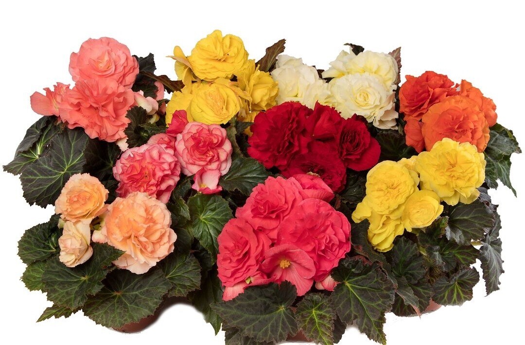 Trailing Begonia Seeds Limitless® Mix 15 Pelleted Seeds